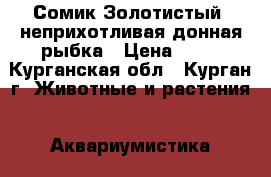 Сомик Золотистый- неприхотливая донная рыбка › Цена ­ 40 - Курганская обл., Курган г. Животные и растения » Аквариумистика   